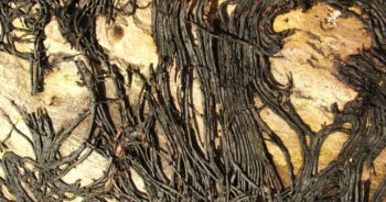 Rhizomorphs (thick fungal threads) of Armillaria species